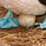 Blue-footed Booby